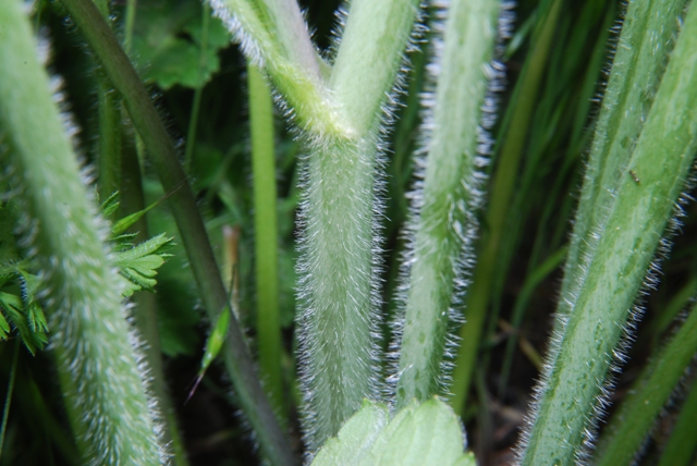Ranunculus velutinus / Ranuncolo vellutato